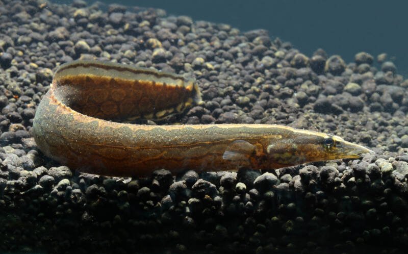 Tire-track Eel also known as Spiny Eel staying on aquarium gravel in freshwater aquarium