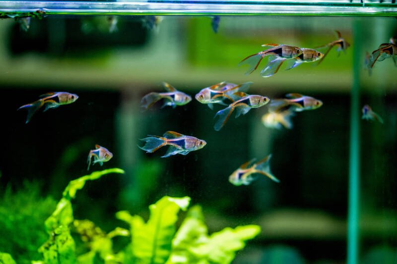 A school of Trigonostigma heteromorpha commonly known as harlequin rasboras swimming to the surface in a planted aquarium