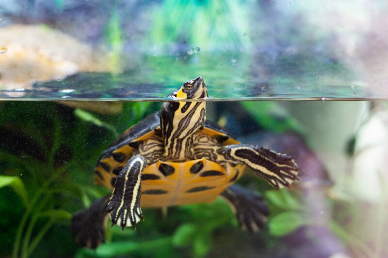 Turtles in a tank create a significant bioload