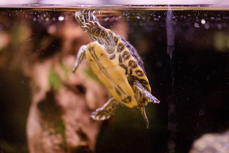 Freshwater aquarium turtle in a tank