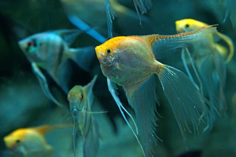 Veil Angelfish variety of Pterophyllum scalare swimming in community tank with other types of Angelfish