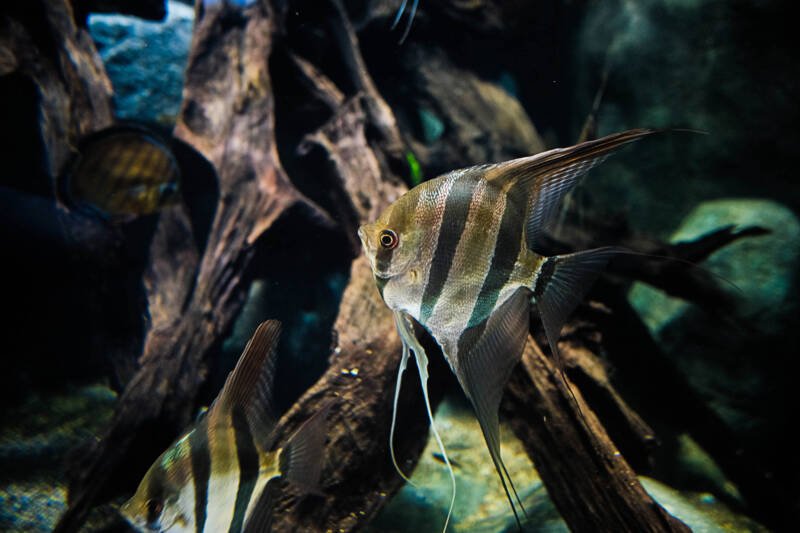 Veil Zebra variety of Angelfish among the driftwood in a decorated freshwater aquarium
