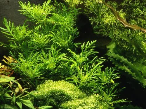 Water wisteria plant in freshwater aquarium