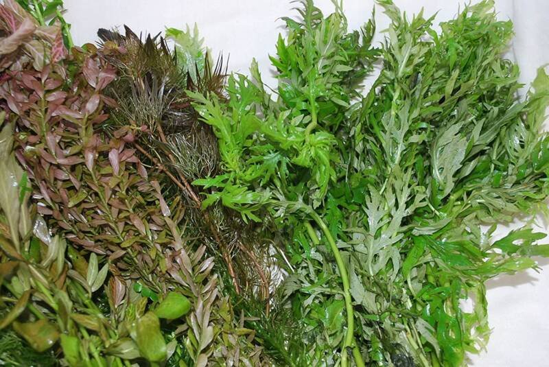 Variety of freshwater aquarium plants including water wisteria