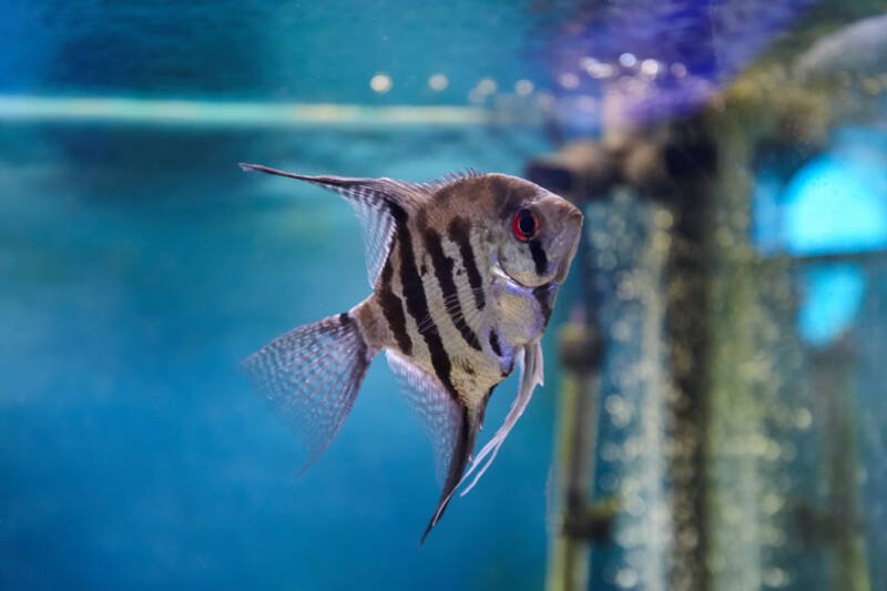 Zebra Angelfish known as well as Pterophyllum Zebra varietyswimming close to the surface of a freshwater aquarium