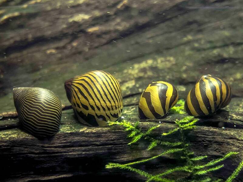 Closeup of Spotted Nerite snails or Zebra Nerite Snails