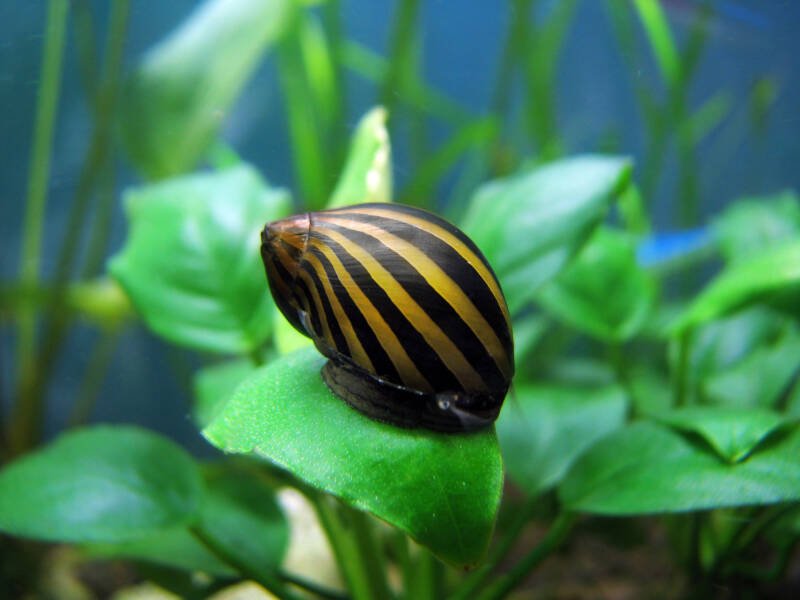 Zebra Nerite Snail is crawling on a green aquatic plant in a planted freshwater tank