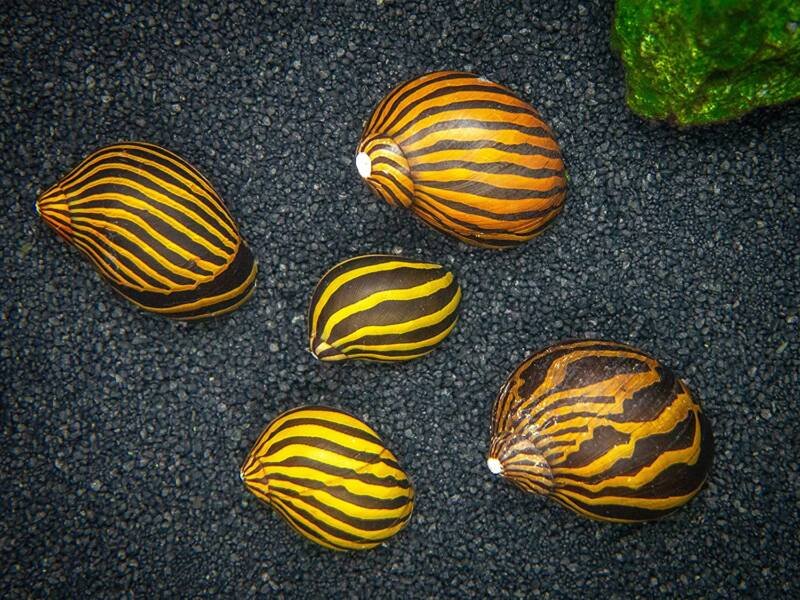 A group of Zebra Nerite Snails on a dark aquarium substrate