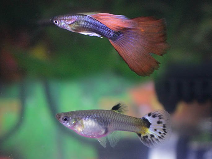 Guppies' female at the bottom and male swimming in a planted aquarium
