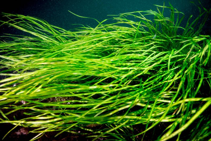 Eelgrass could be an excellent aquarium plant for red tail shark setup