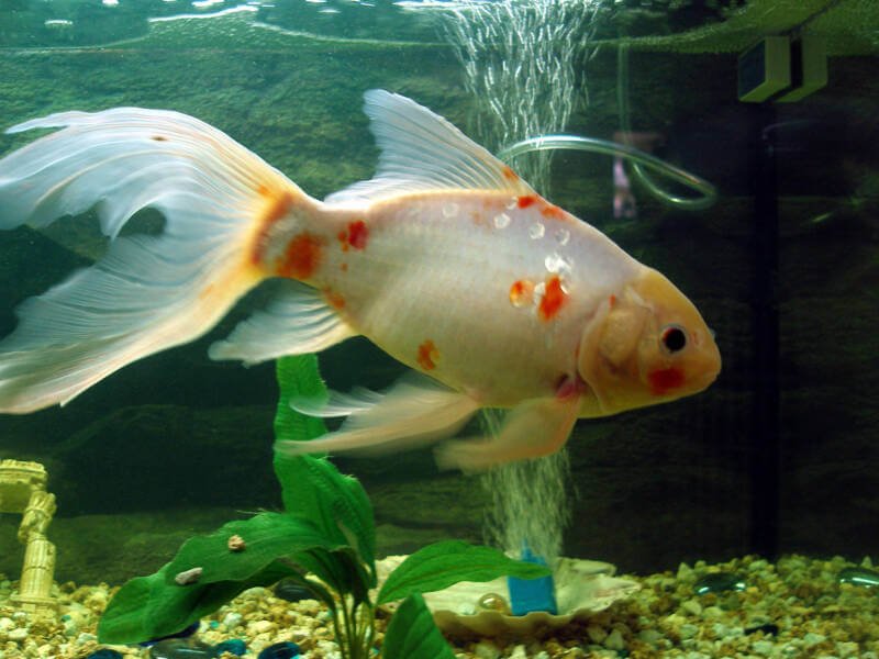 7 years old American Shubunkin Goldfish swimming in aquarium