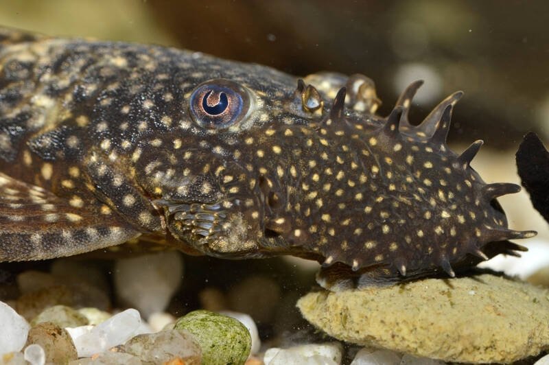 Bristlenose Plecostomus with its bristling whiskers