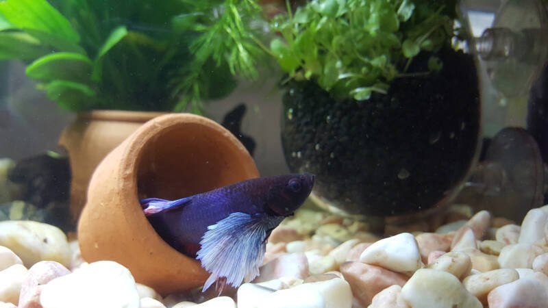 Betta fish in a pot on the aquarium bottom