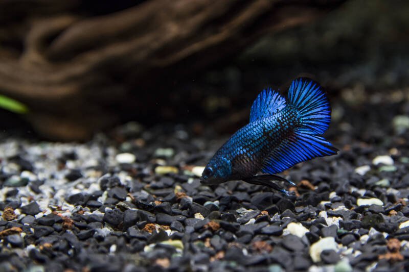 Betta splendens ( Plakat betta ) Looking for food at the bottom of a community tank. Beautiful blue fish with short fin M