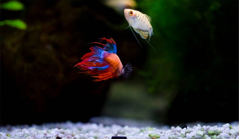 The Siamese fighting fish (Betta splendens), also known as the betta swimming with a gourami 