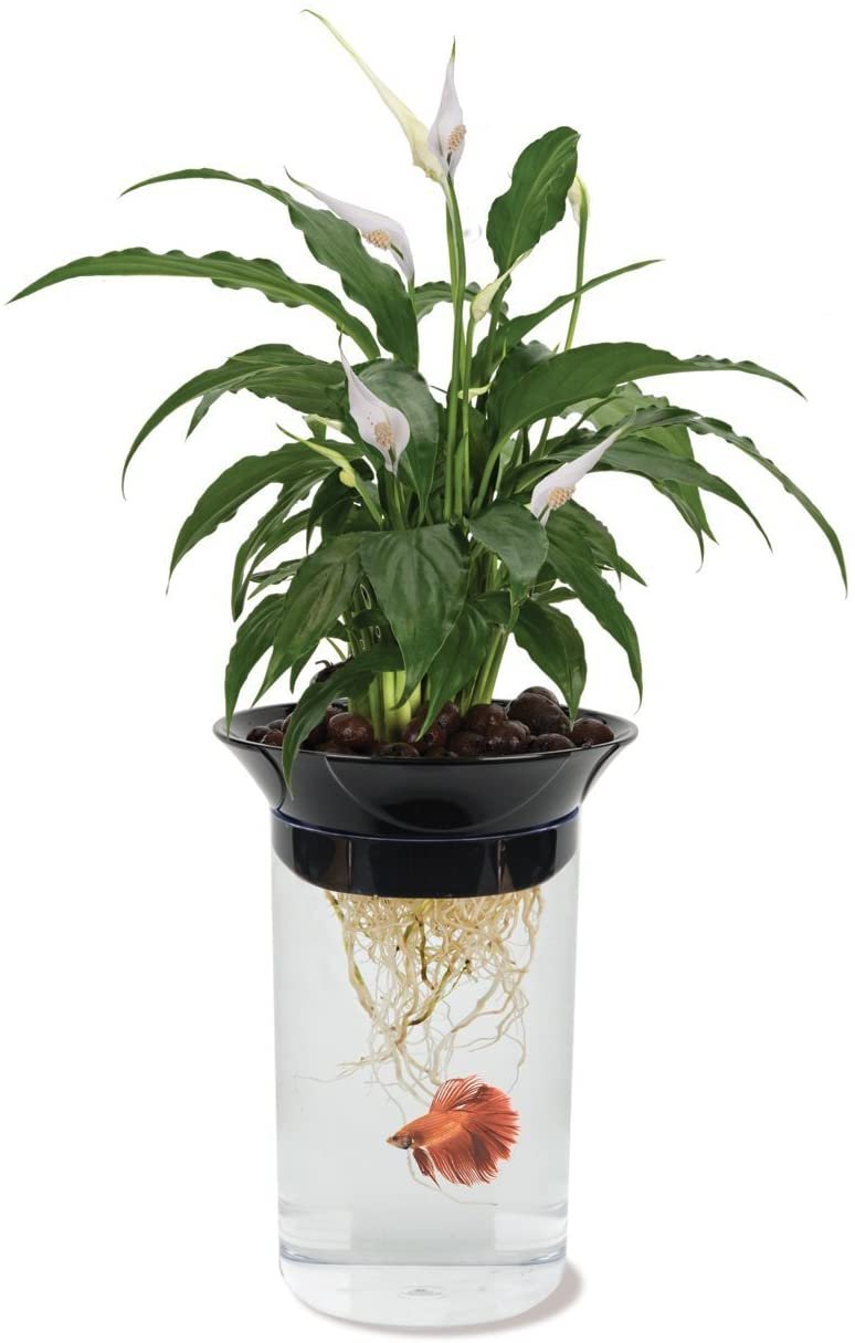 Peace lilies vase with betta fish swimming underneath