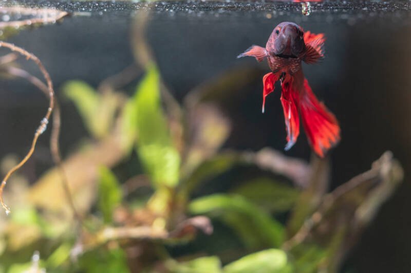 A red Siamese fighting fish