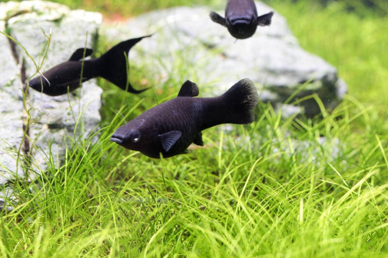 Lyretail and common black mollies are swimming in a planted aquarium