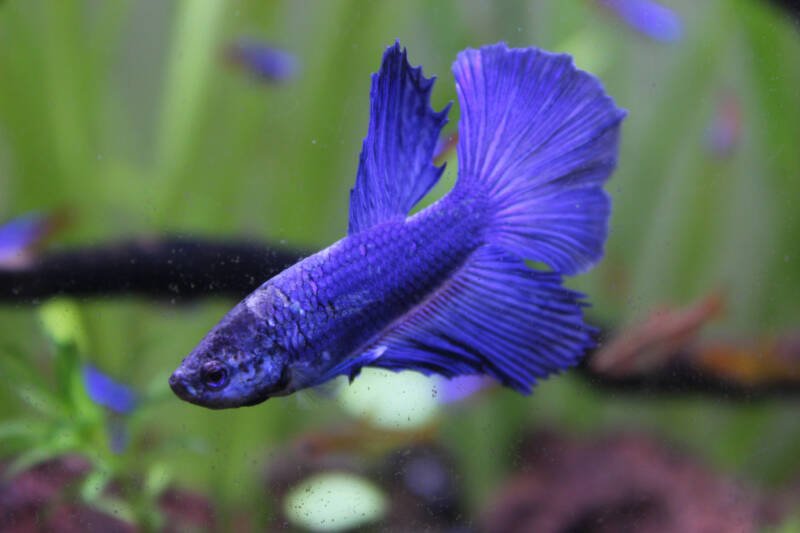 Blue betta aquarium fish swimming