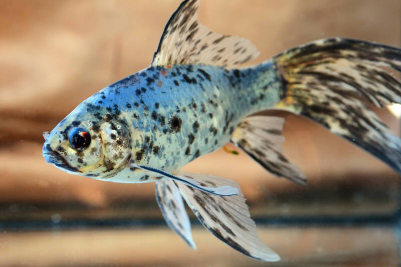 Blue Shubunkin goldfish in a freshwater aquarium close-up