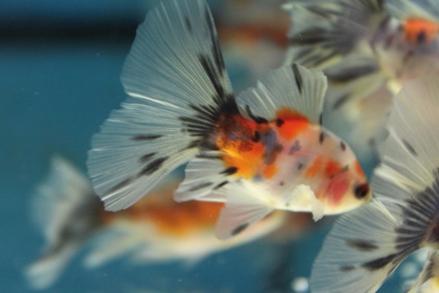 Bristol Shubunkin Goldfish with its B shape tail swimming in aquarium