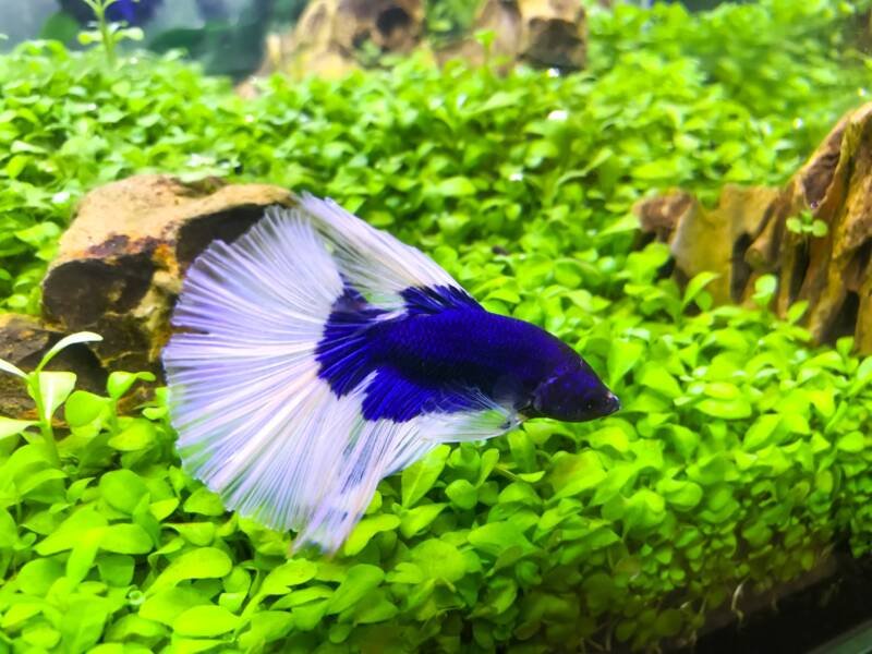 Siamese fighting fish betta Blue butterfly tail in the planted aquarium