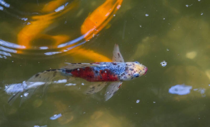 Calico Shubunkin Goldfish with particularly nice blue coloring swimming in a pond
