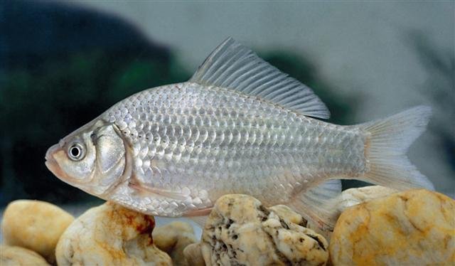 Silver Carassius gibelio is the ancestor of the Shubunkin Goldfish swimming