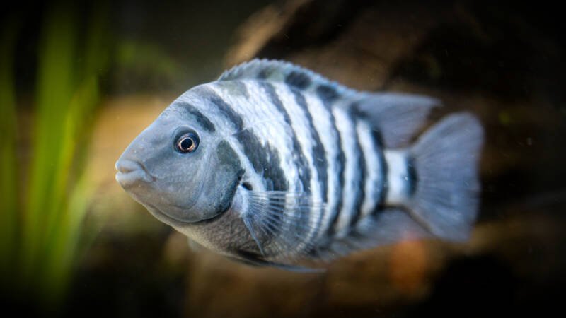 Convict Cichlid - aquarium fish close up