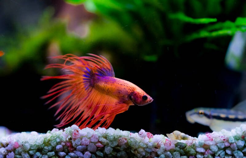 The Siamese fighting fish (Crowntail Betta splendens variation), also known as the betta in a community tank