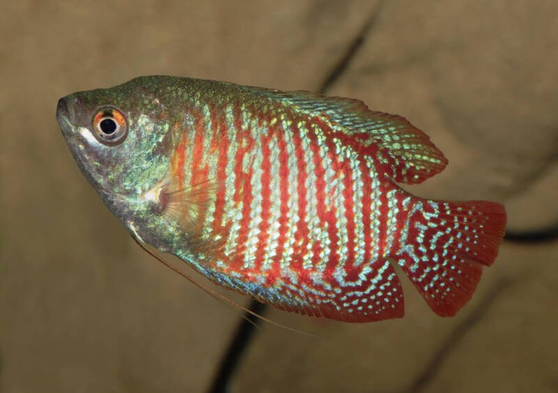 A closeup of a dwarf gourami tropical fish