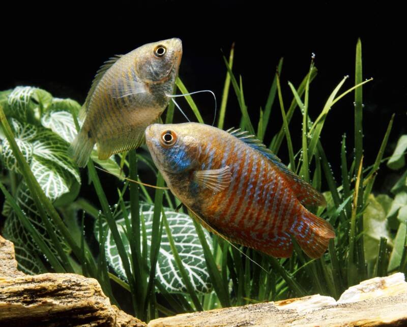 Dwarf Gouramis adults in a planted aquarium