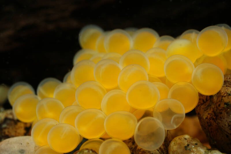 Bristlenose pleco's eggs close-up on a black background