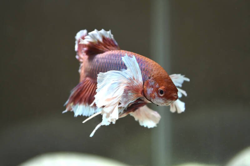 Close-up of Siamese fighting fish known as elephant ear betta isolated in aquarium