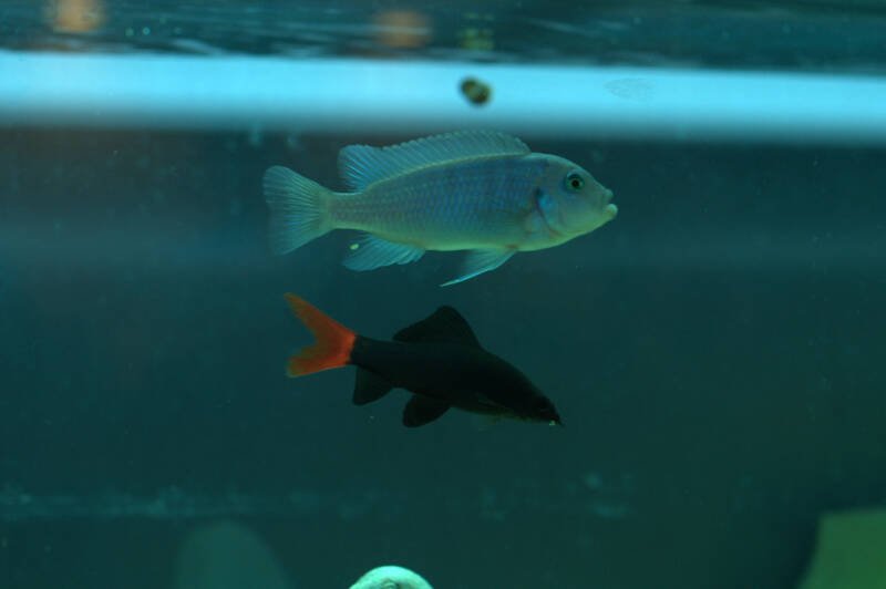 Epalzeorhynchos bicolor commonly known as Red Tail Shark and Cobalt Zebra Cichlid sharing a community aquarium setup