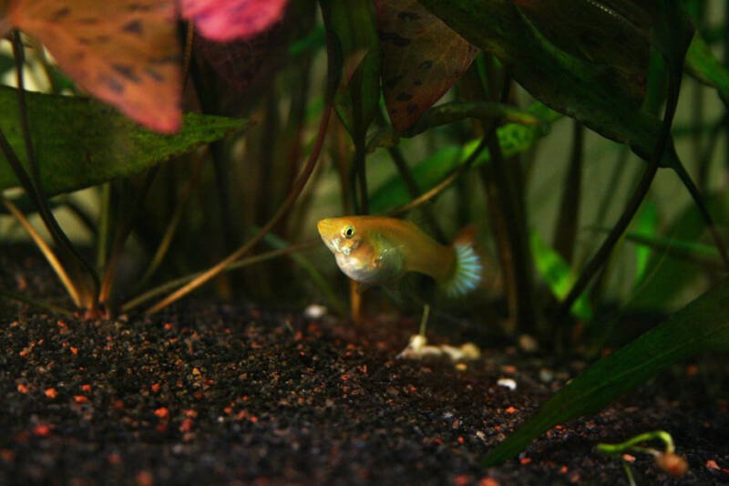 Pregnant female of guppy looking boxy in a planted aquarium