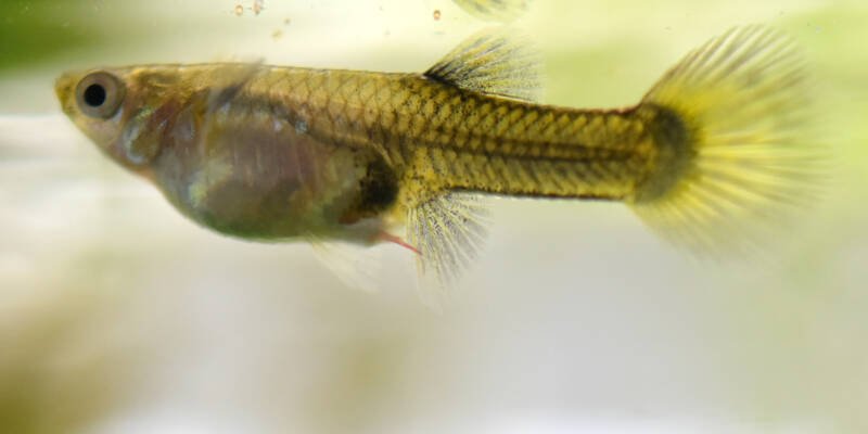 Are guppies fertile fish?