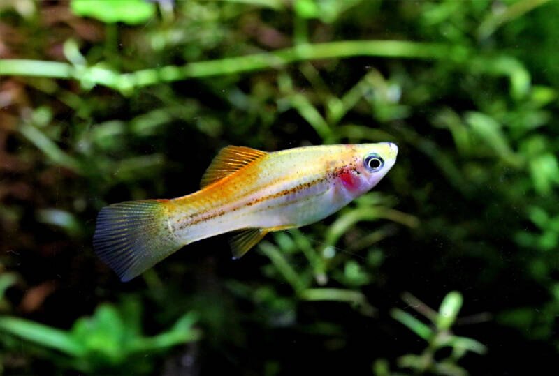 Female platy fish swimming in a heavily planted aquarium