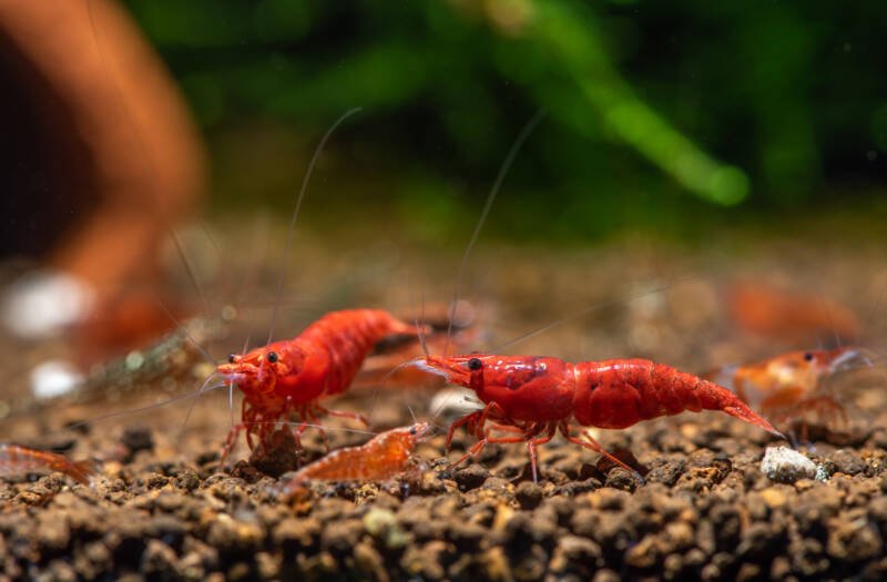 Two fire red cherry shrimp eat food with baby shrimp in fresh water aquarium tank with dark and green background