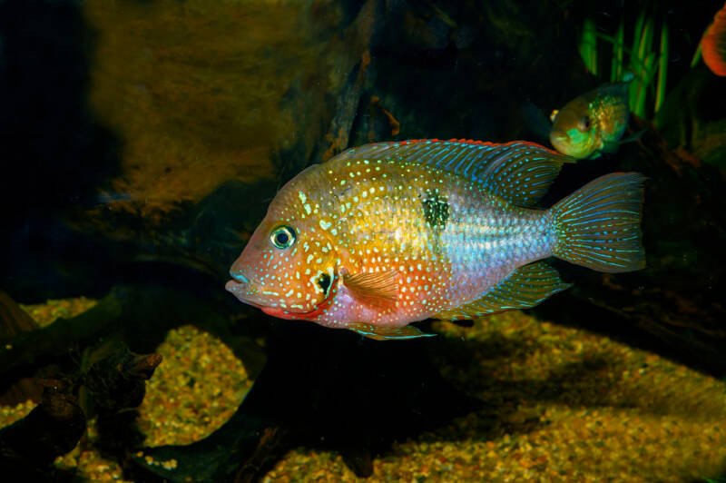 Firemouth cichlid swimming in a freshwater aquarium. A possible tank mate for a young Red Devil Cichlid