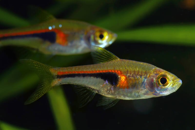 A couple of Trigonostigma espei known as well as Lambchop Rasboras are swimming in aquarium