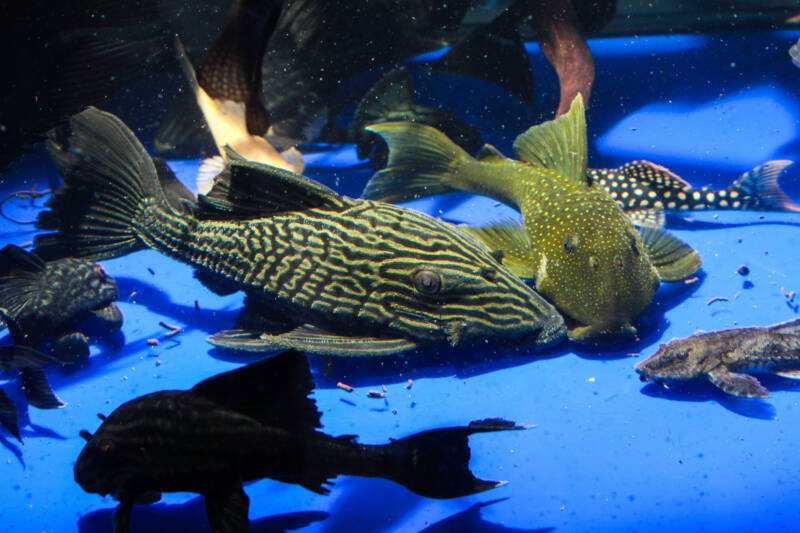 Several types of Plecostomus species bottom-dwelling in aquarium