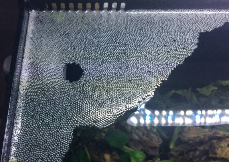 Bubble nest created by pearl gourami close-up