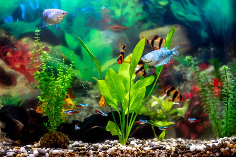 Schuberti barbs, blue gourami, golden barbs, and blue neons - bright tropical fish in a home decorative aquarium