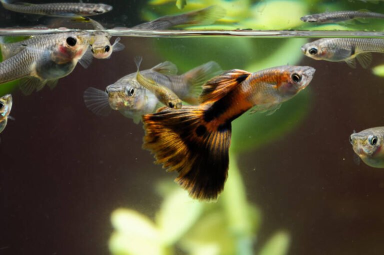 Do guppies eat their fry when pregnant?