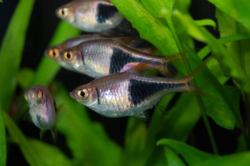 10 Types of Rasboras for Community Aquariums