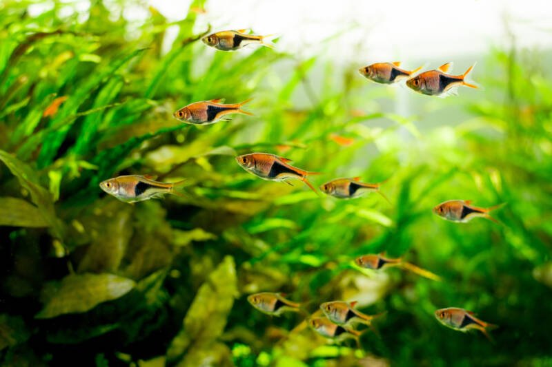 10 Types of Rasboras for Community Aquariums