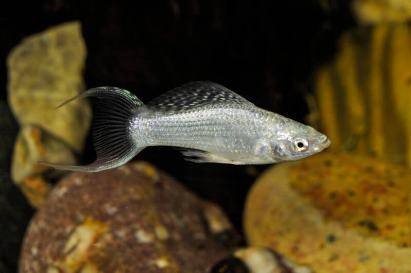 Silver Lyretail Molly variation in a freshwater aquarium