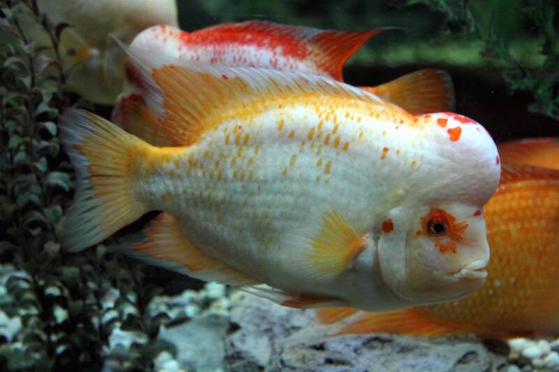 Amphilophus citrinellus also known as Midas Cichlid is often confused with Red Devil Cichlid