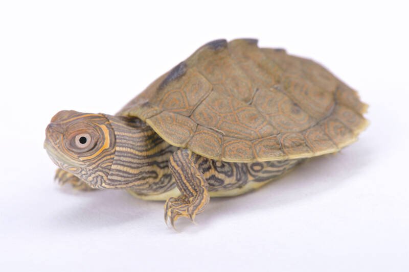 Juvenile Mississippi Map Turtle (Graptemys pseudogeographica kohnii) close up